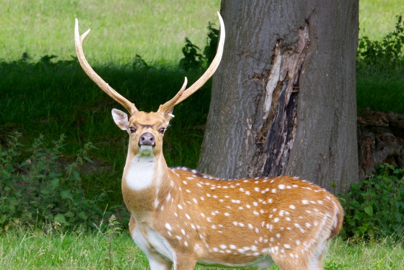 Manchurian Sika Deer - Watatunga | Holidays In Norfolk