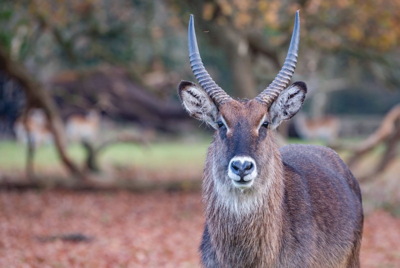 Safari in Norfolk | Watatunga Wildlife Reserve | Kings Lynn