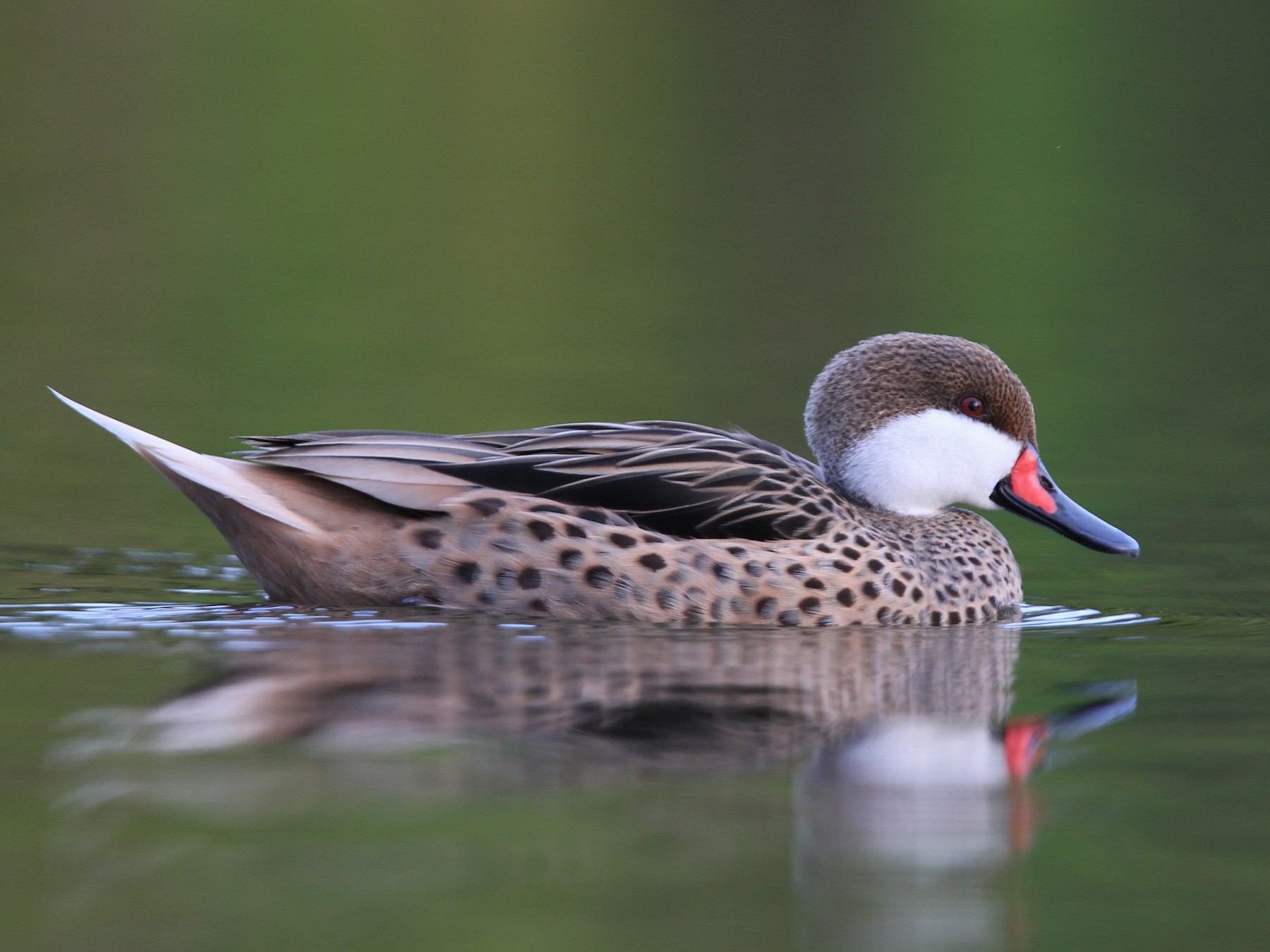 Bahama Pintail Duck In Water