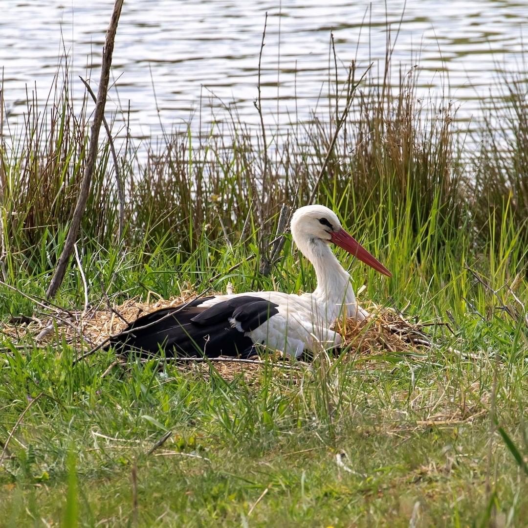 Stork Incubating