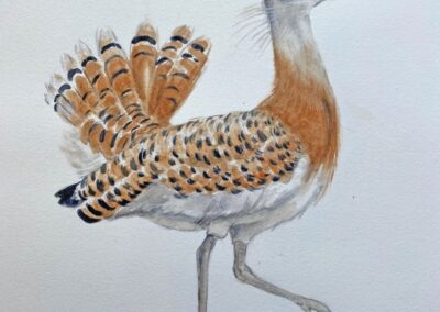 Great Bustard