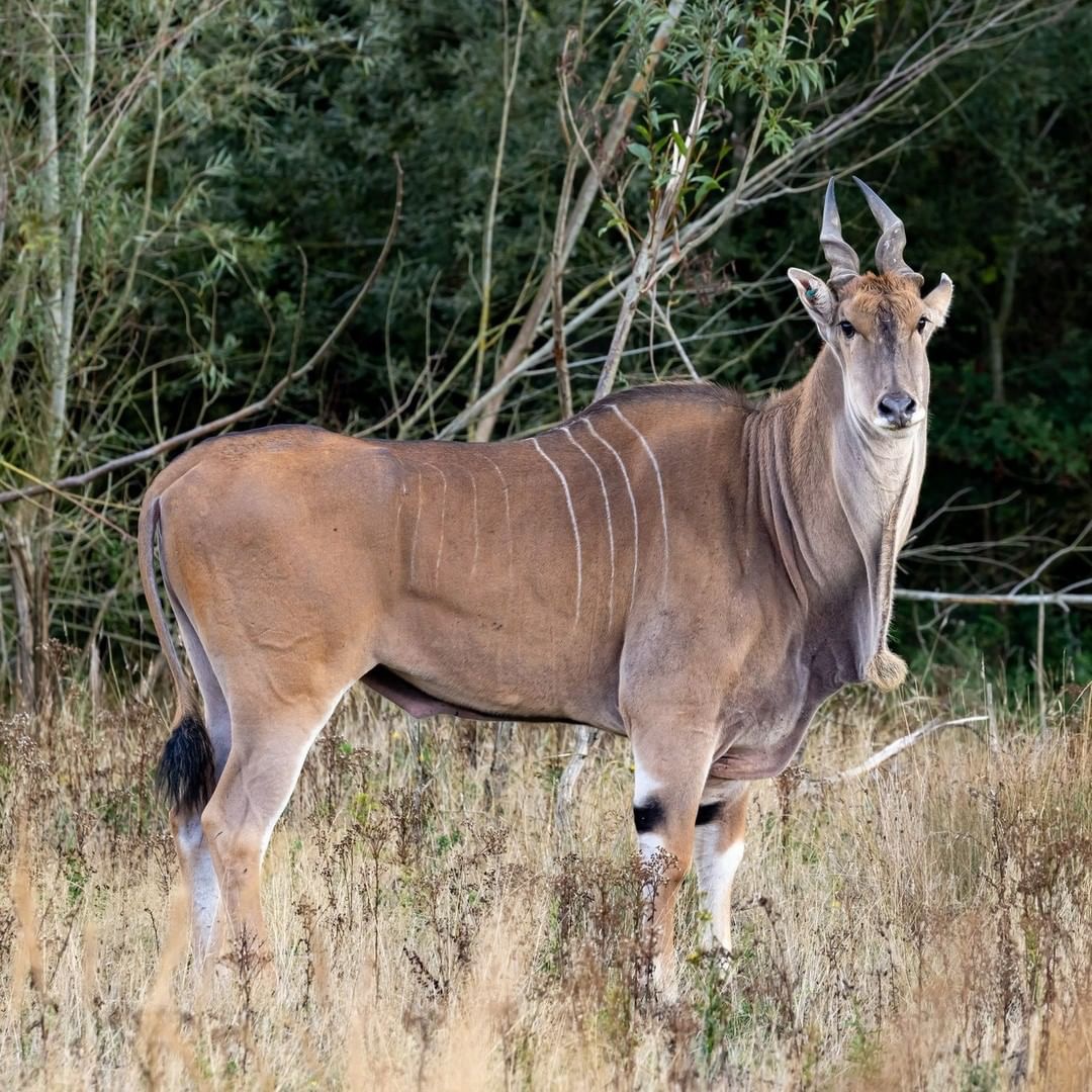 Common eland by Phil Stone