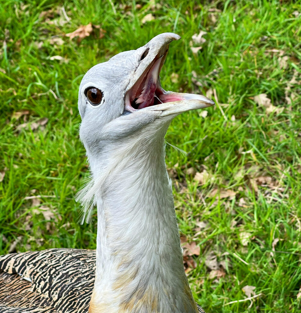 That s A Wrap Watatunga Holidays In Norfolk that-s-a-wrap-watatunga-holidays-in-norfolk