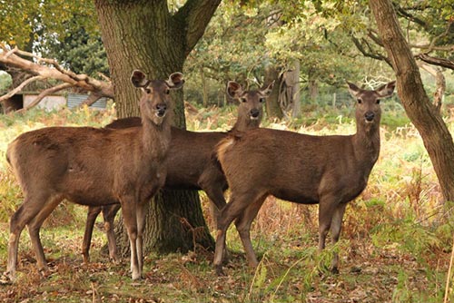 Conservation | Watatunga Wildlife Reserve | Norfolk