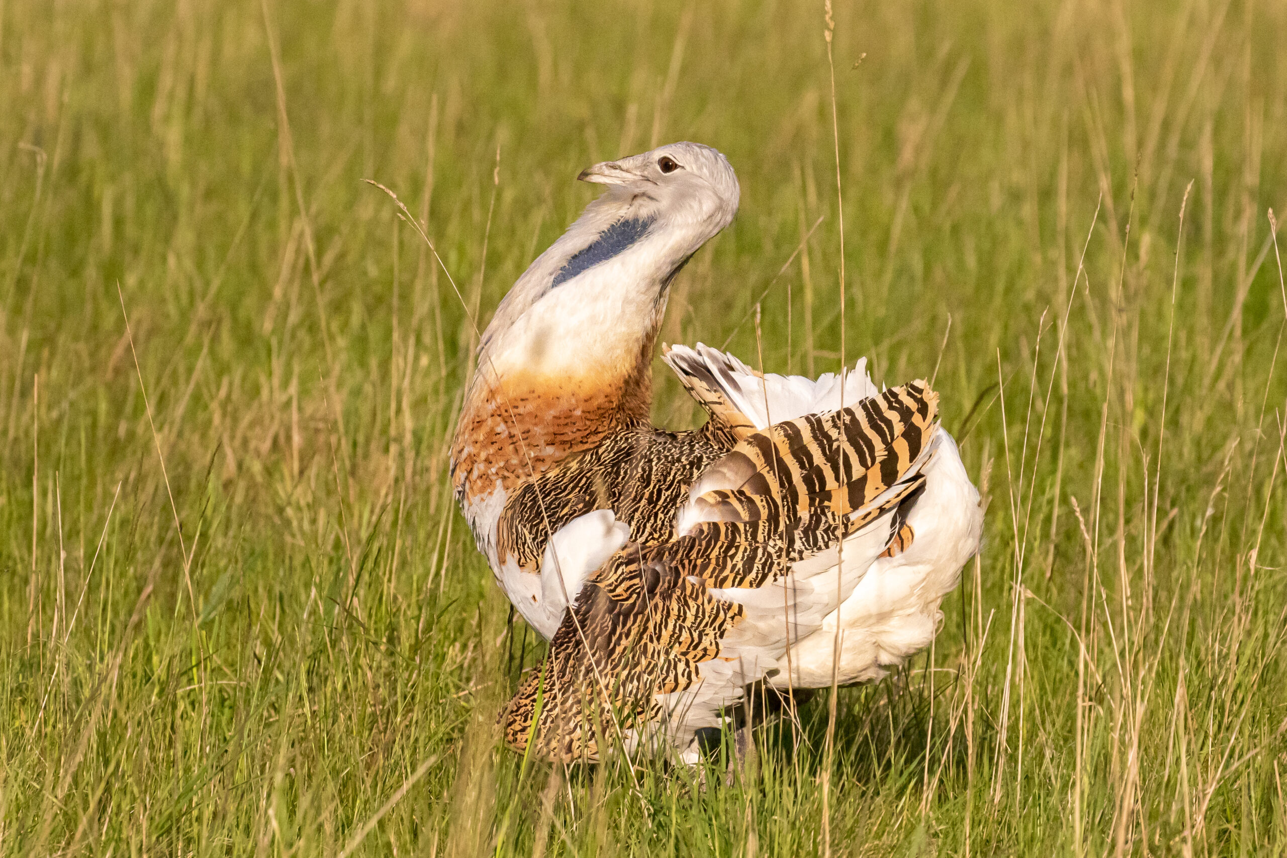 Great Bustard male - a large bird with brown and white feathers