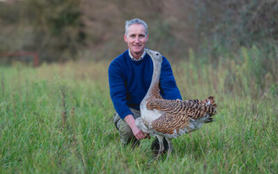 Great Bustard at Watatunga Wildlife Reserve