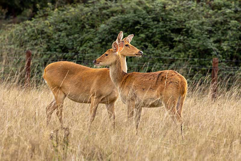 Barasingha by Helen Black