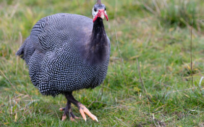 Glorious guineafowl, splendid sainfoin!