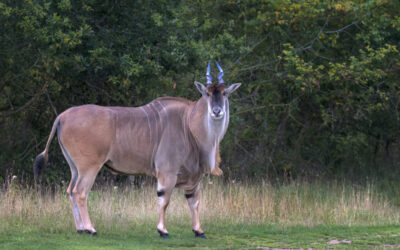 This Season’s Summer Style: Dusky Dewlaps!