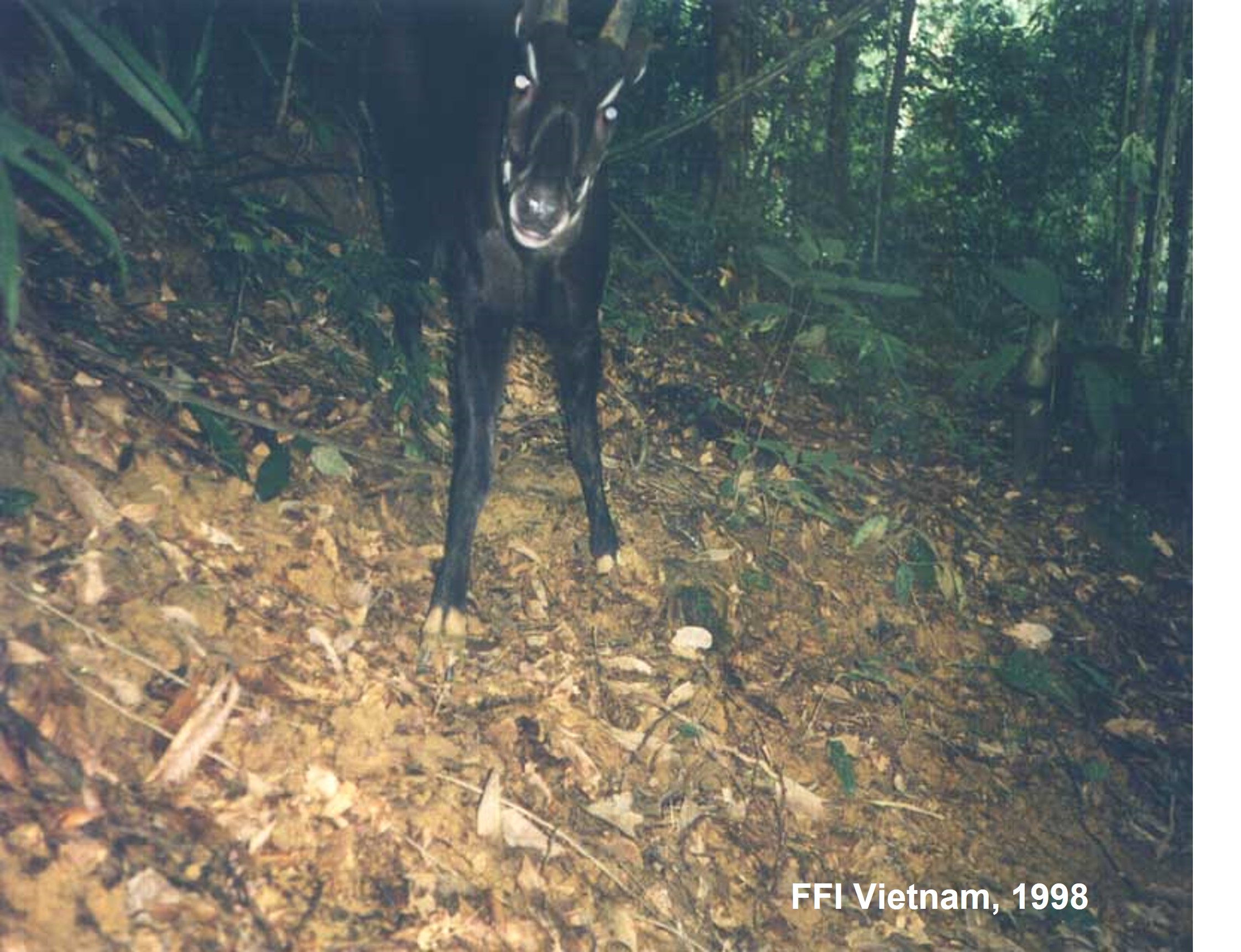 First wild pic of Saola, 1998, FFI Vietnam