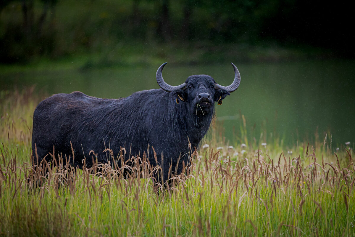 Water Buffalo by Gareth Clifford