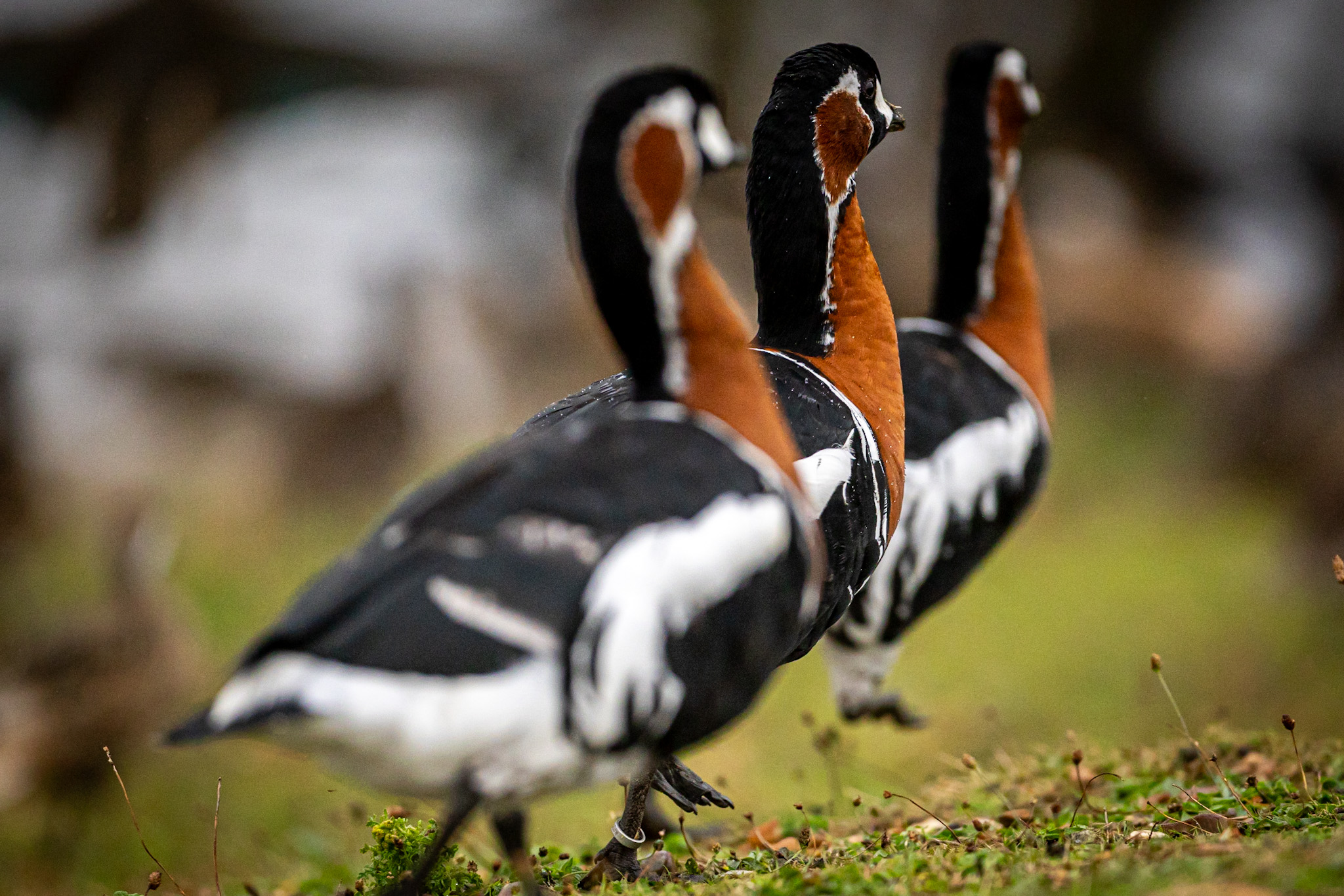 Red breasted geese by Gareth Clifford