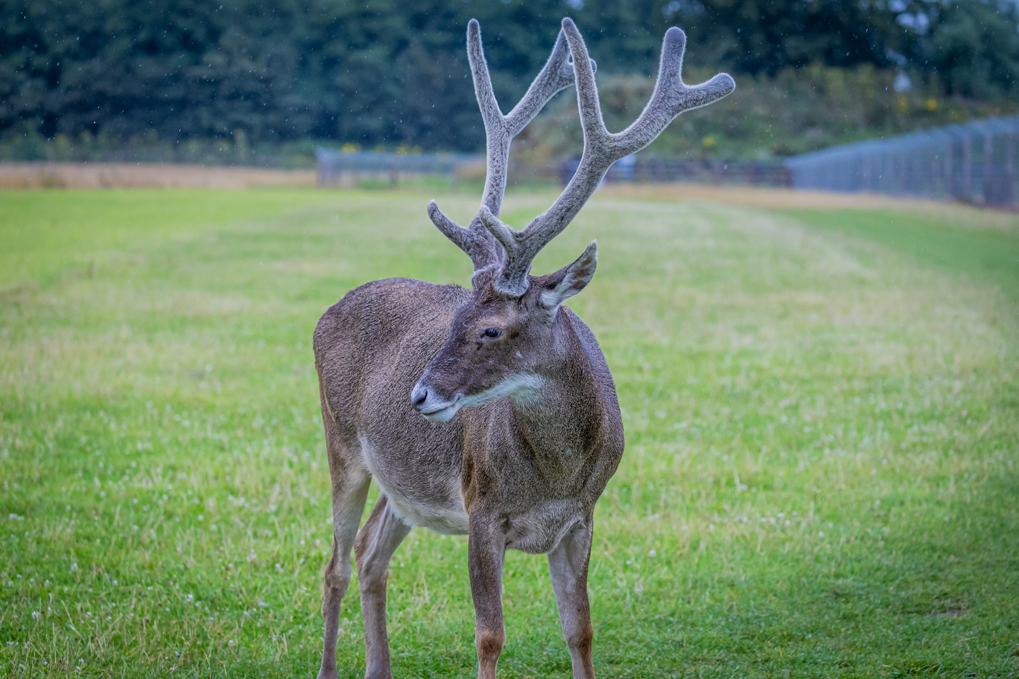 White lipped deer by Gareth Clifford