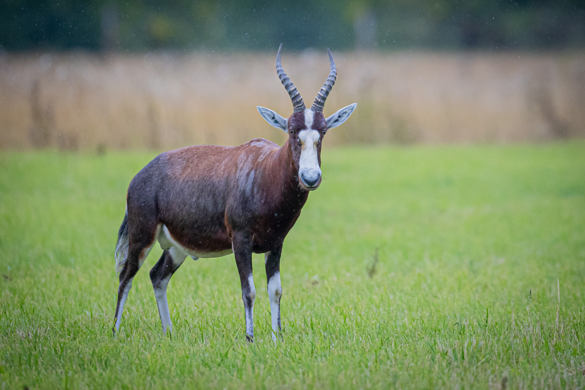 Blesbok by Gareth Clifford