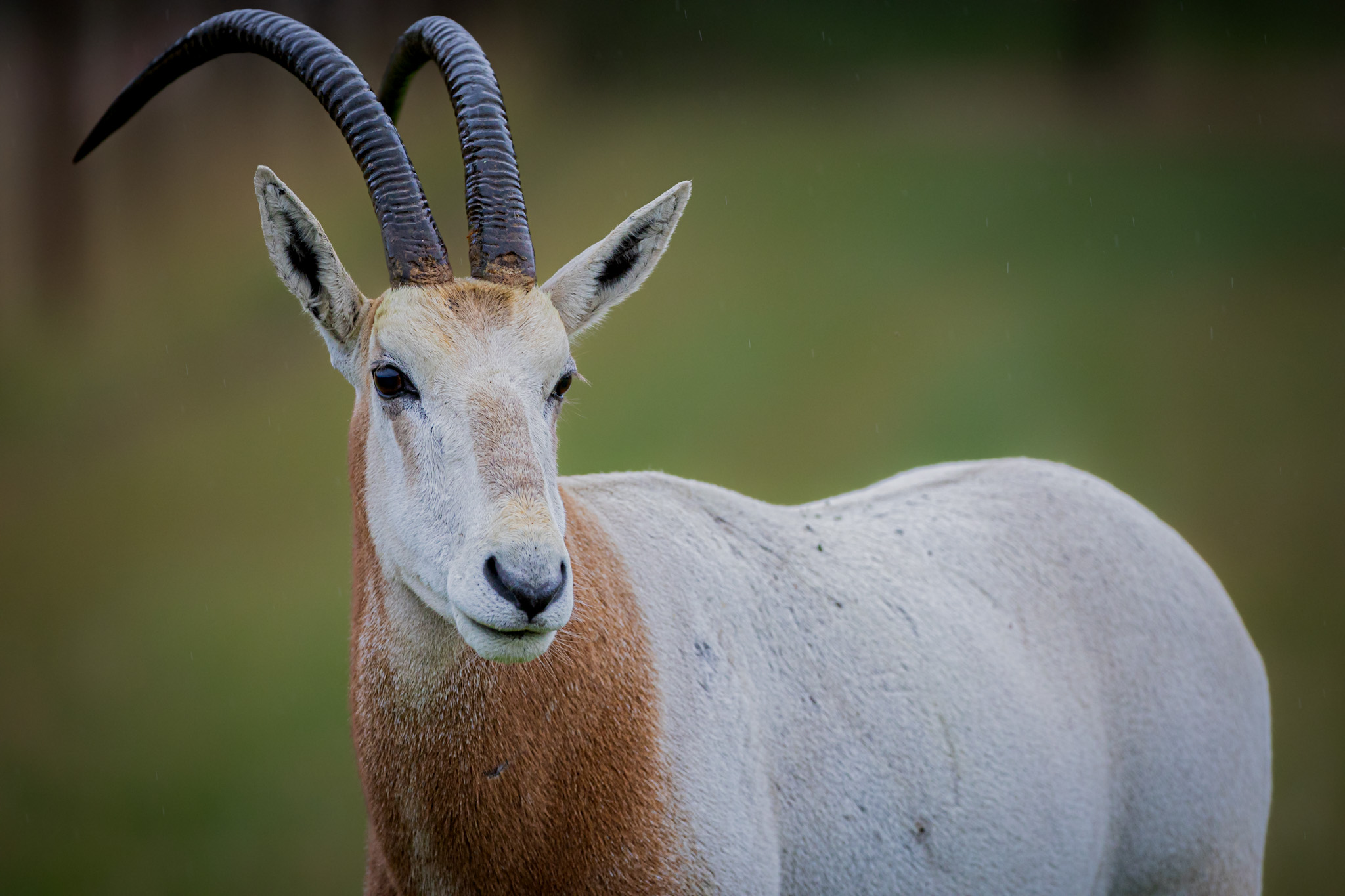 Scimitar horned oryx by Gareth Clifford