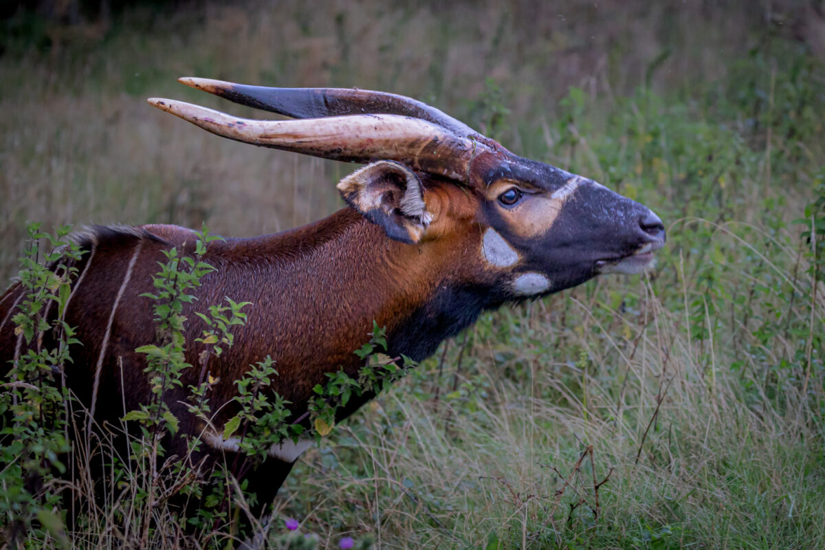 Mountain bongo by Gareth Clifford