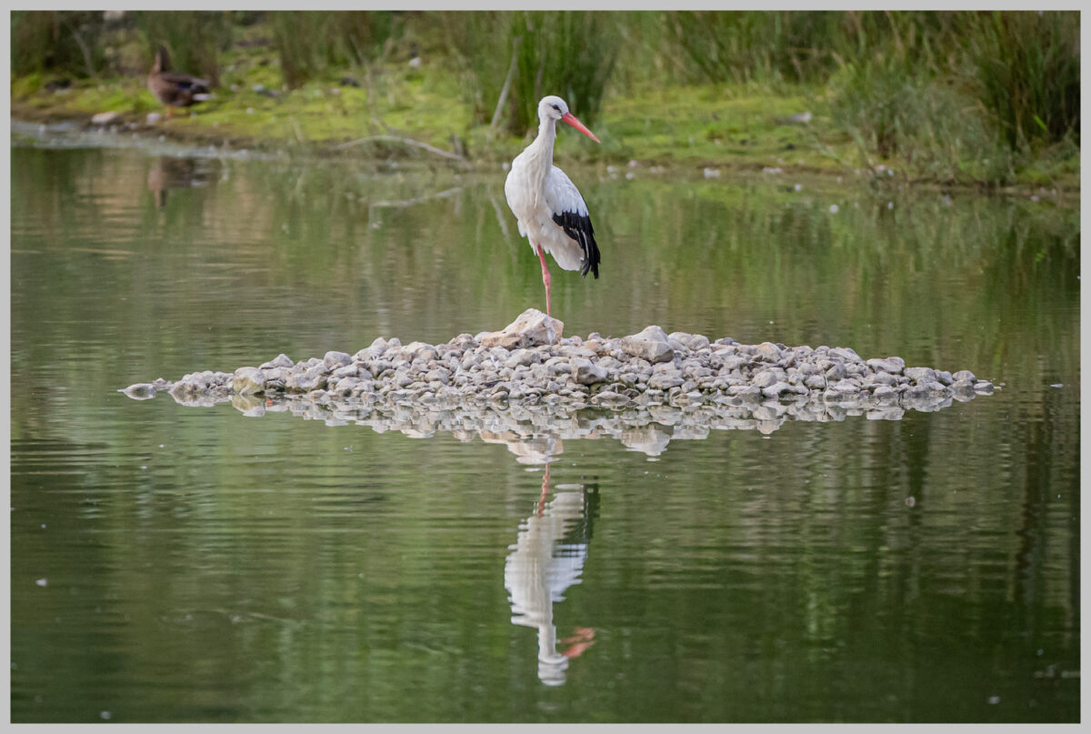 White Stork by Gareth Clifford 15/08