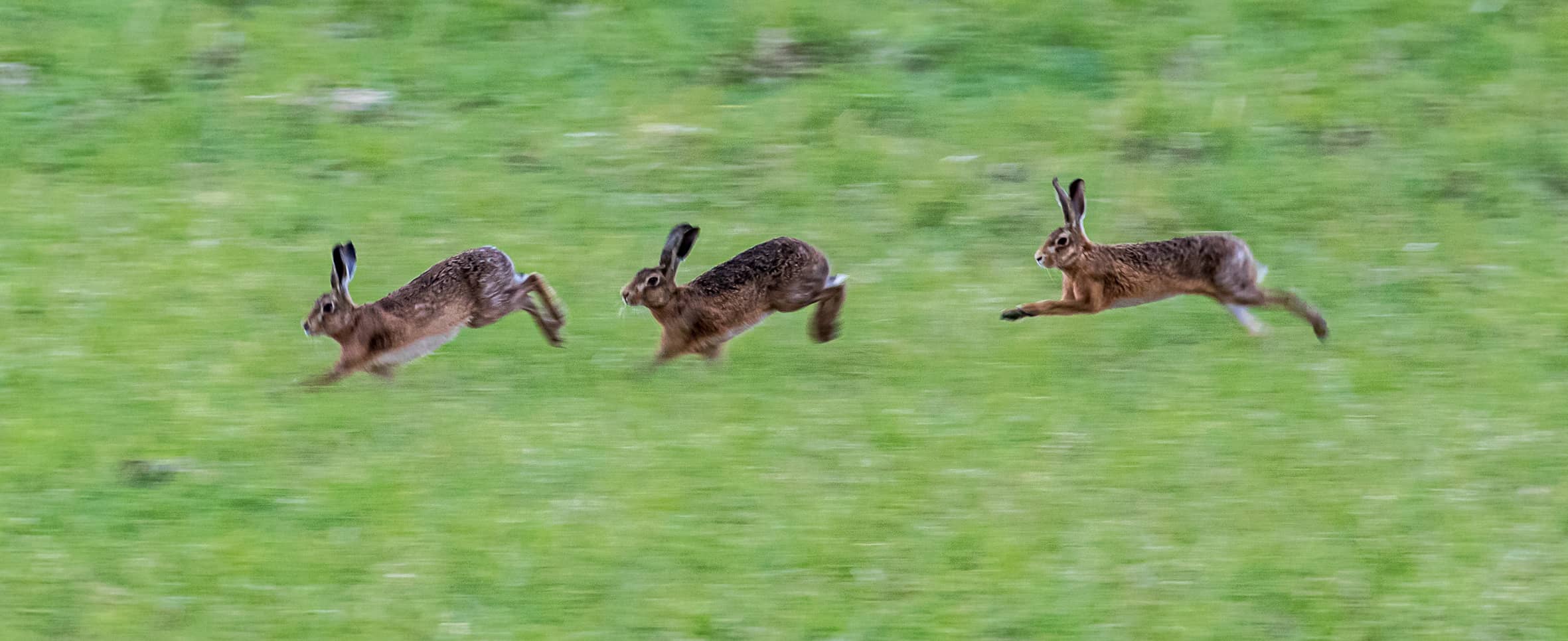 Three March hares