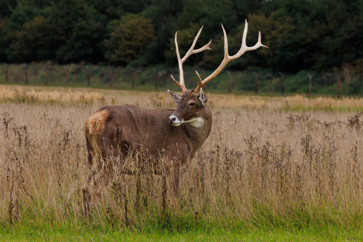 White-lipped Deer, Watatunga, Norfolk - Photo Credit Phil Stone