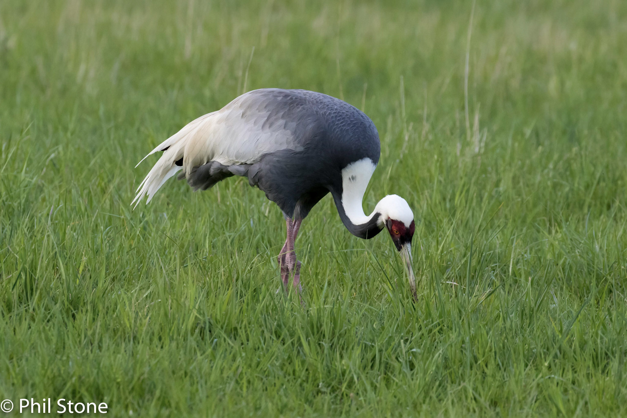 WHite naped crane hunting in grass