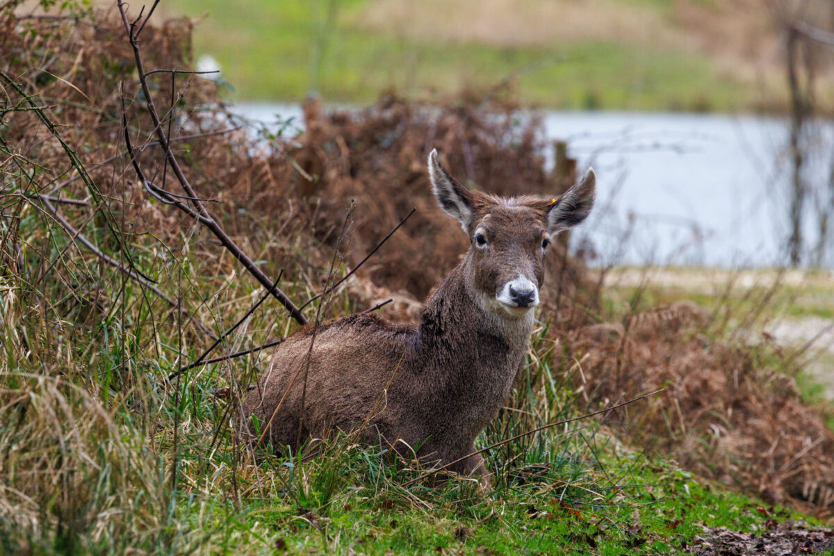 White Lipped Deer by Phil Stone