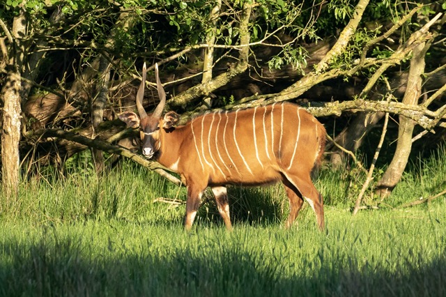 A chestnut and white striped antelope with spiral horns in the sunshine in front of a wood