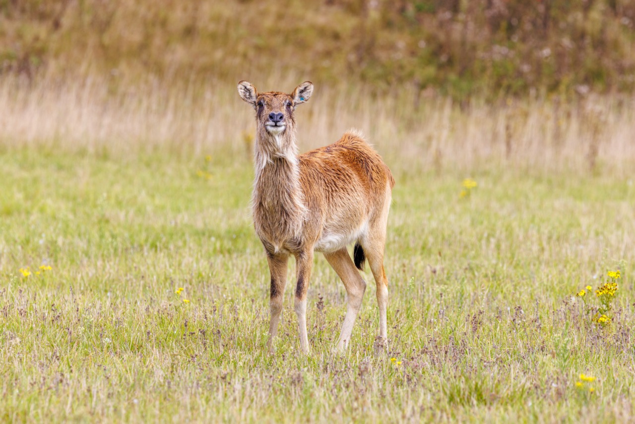 A solitary female nile lechwe, reddish brown in colour