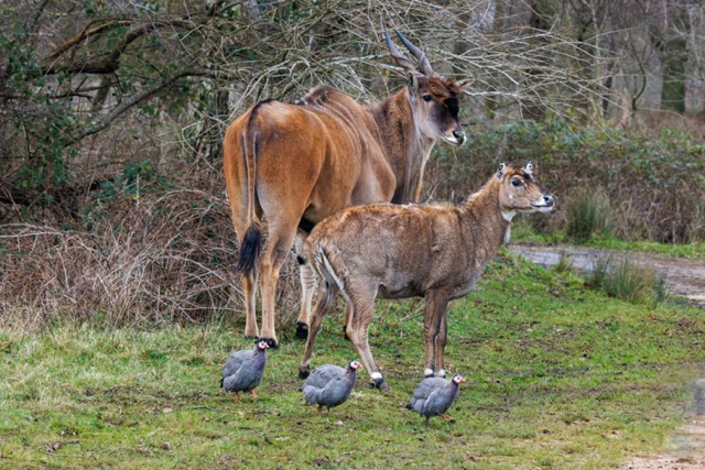 An eland and a nilgai - two antelope standing behind guinea fowl by a lake