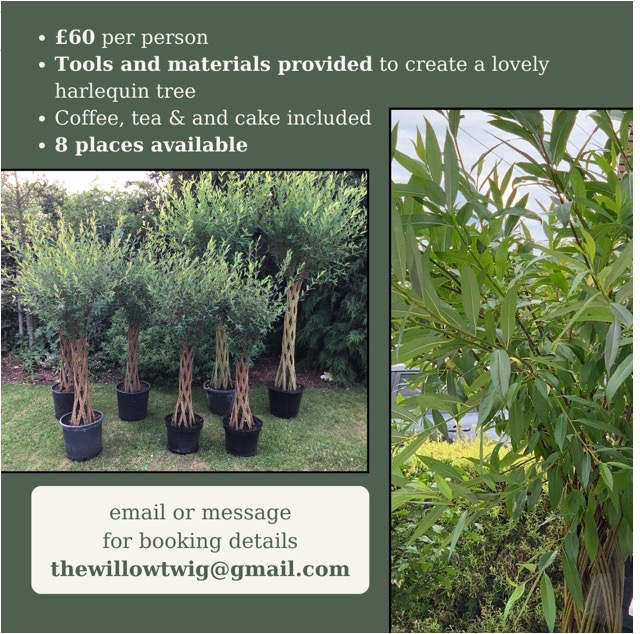 Image showing Harlequin willow tree and showing how to book via email thewillowtwig@gmail.com