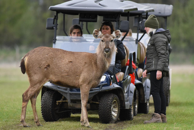 Samabr deer standing infront of an electric buggy that has tour guests in it while they receive a guided tour from a guide to the right
