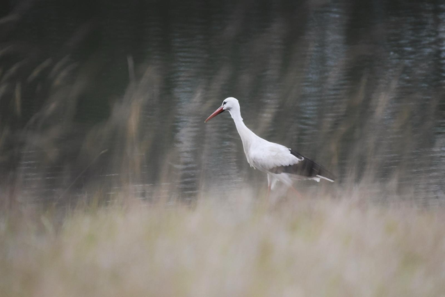 White stork in grass at Watatunga