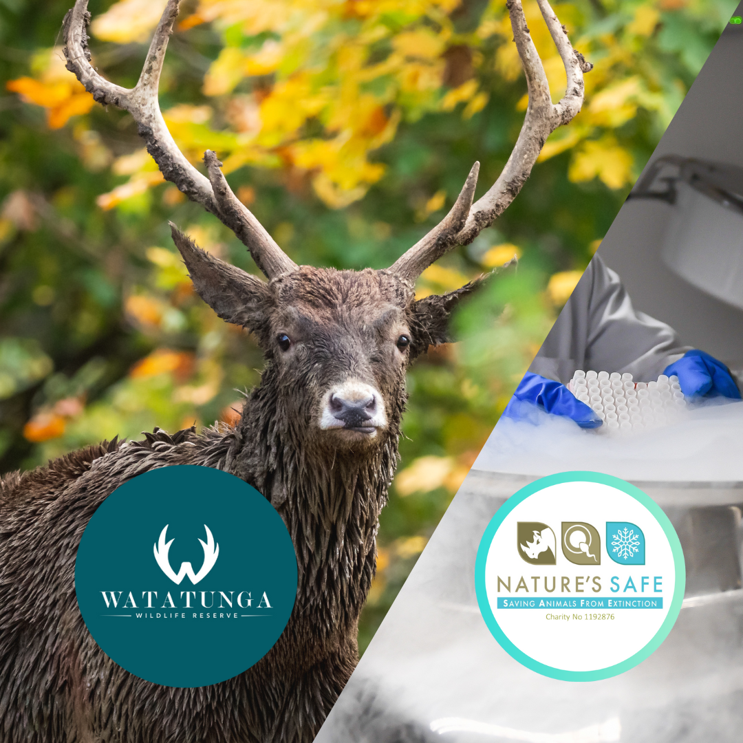 A white ipped stag pictured with 2 logos - one for Watatunga WIldlife reserve and one for Nature's Safe charity