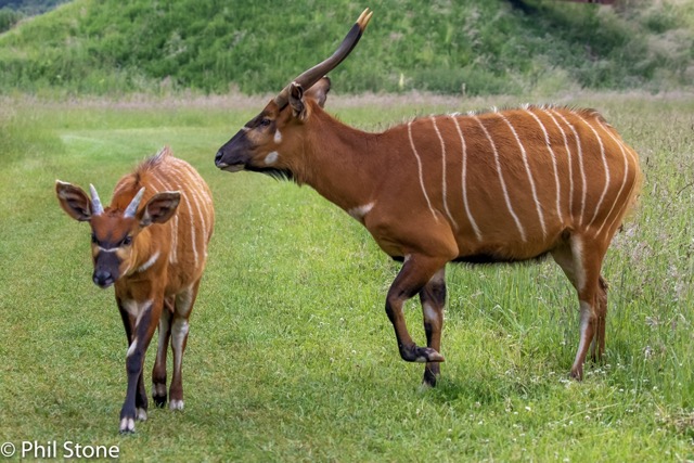 A chestnut antelope with white stripes and calf