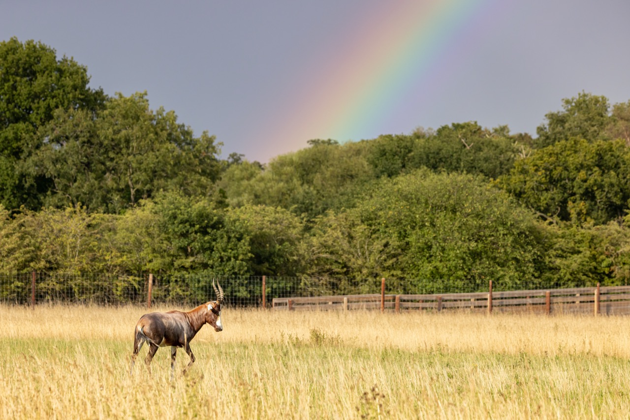 Blesbok under a rainbow