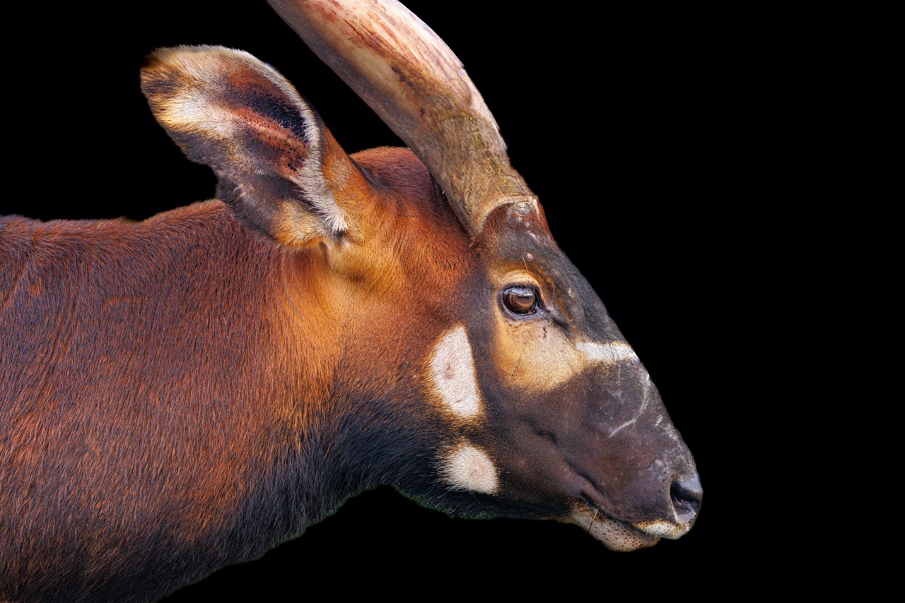 Head of a mountain bongo against his shed