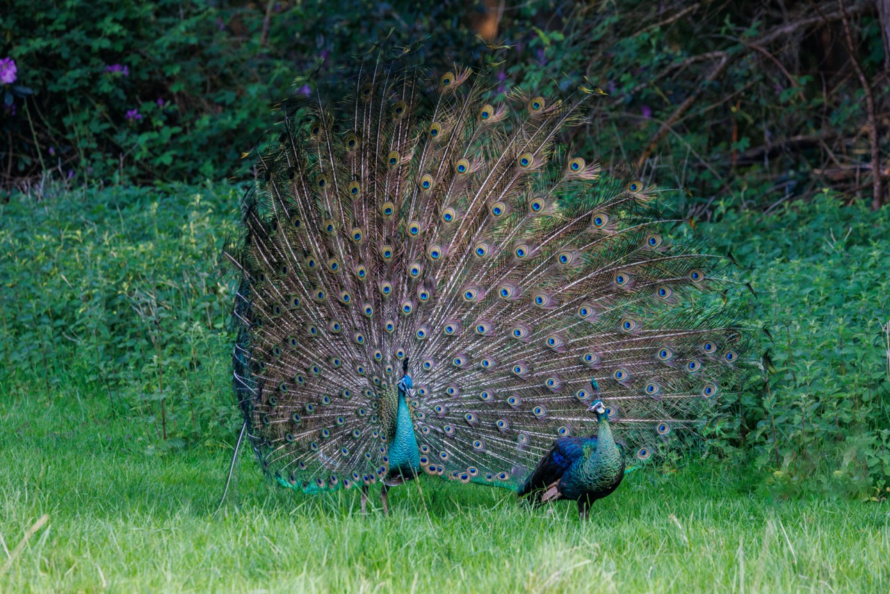 A Javan peacock in full display with a female infront