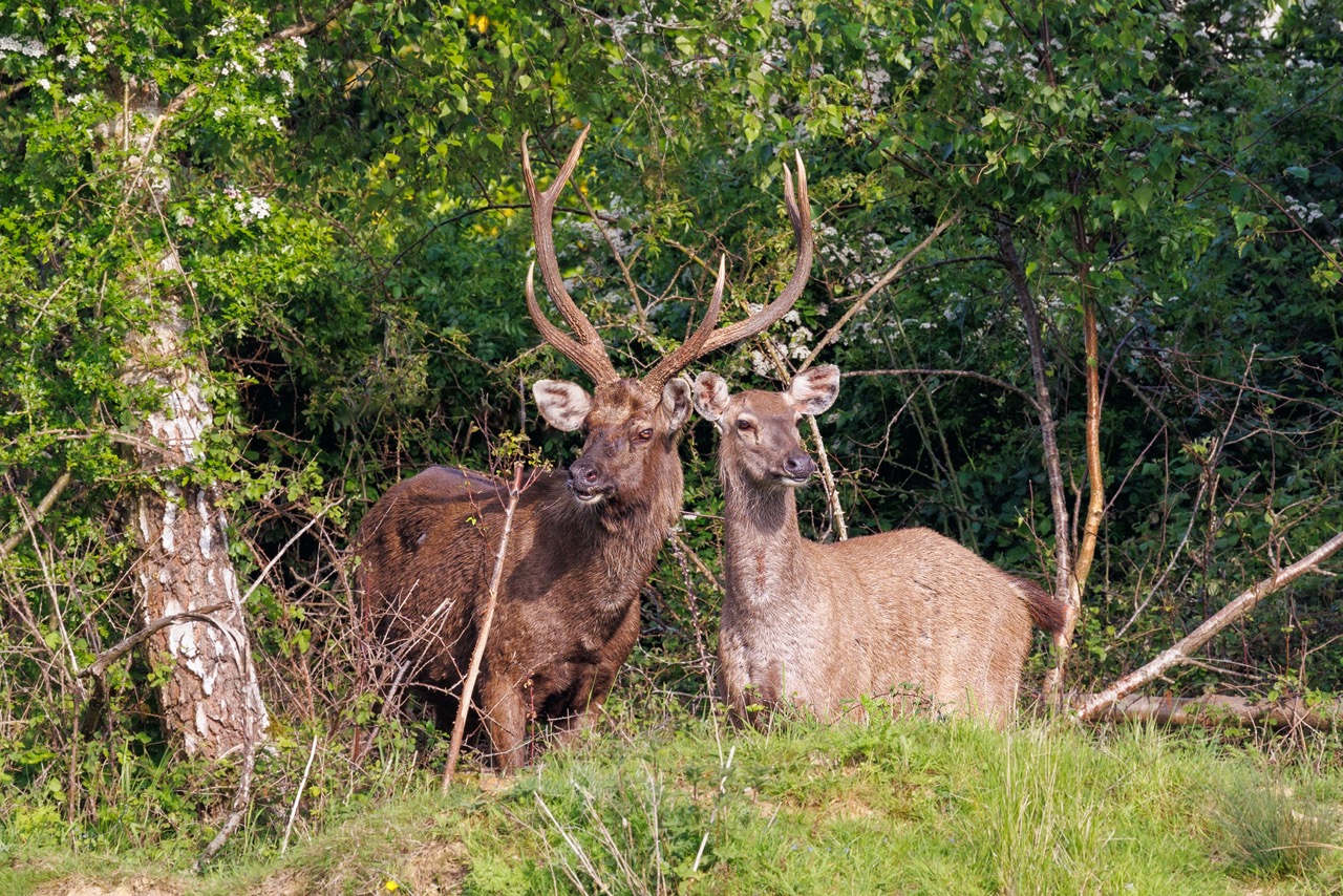 A sambar stag and hind peering from woodland