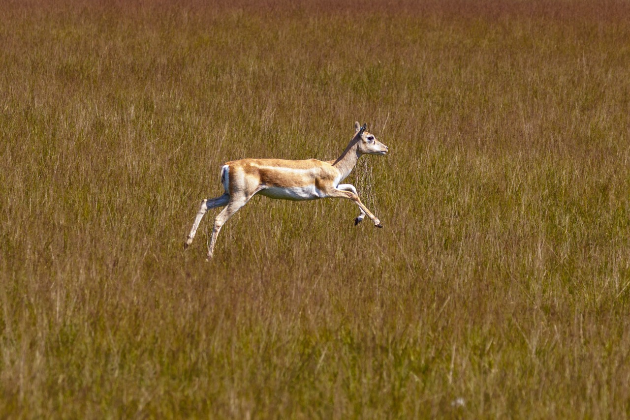 A blackbuck female pronking