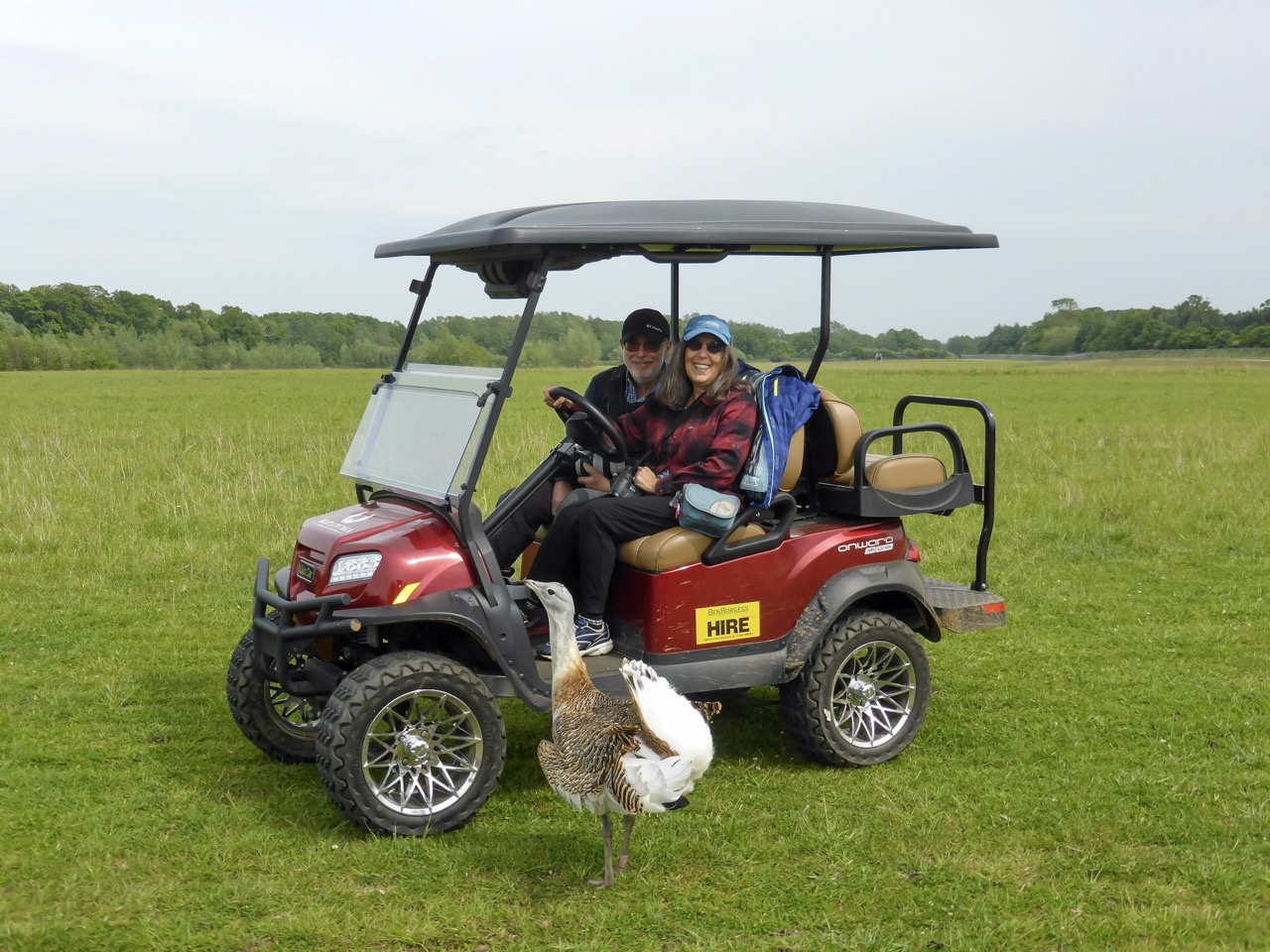 Two adults in an opensided golf buggy at a Norfolk wildlife reserve with an endnagered great bustard in front of them