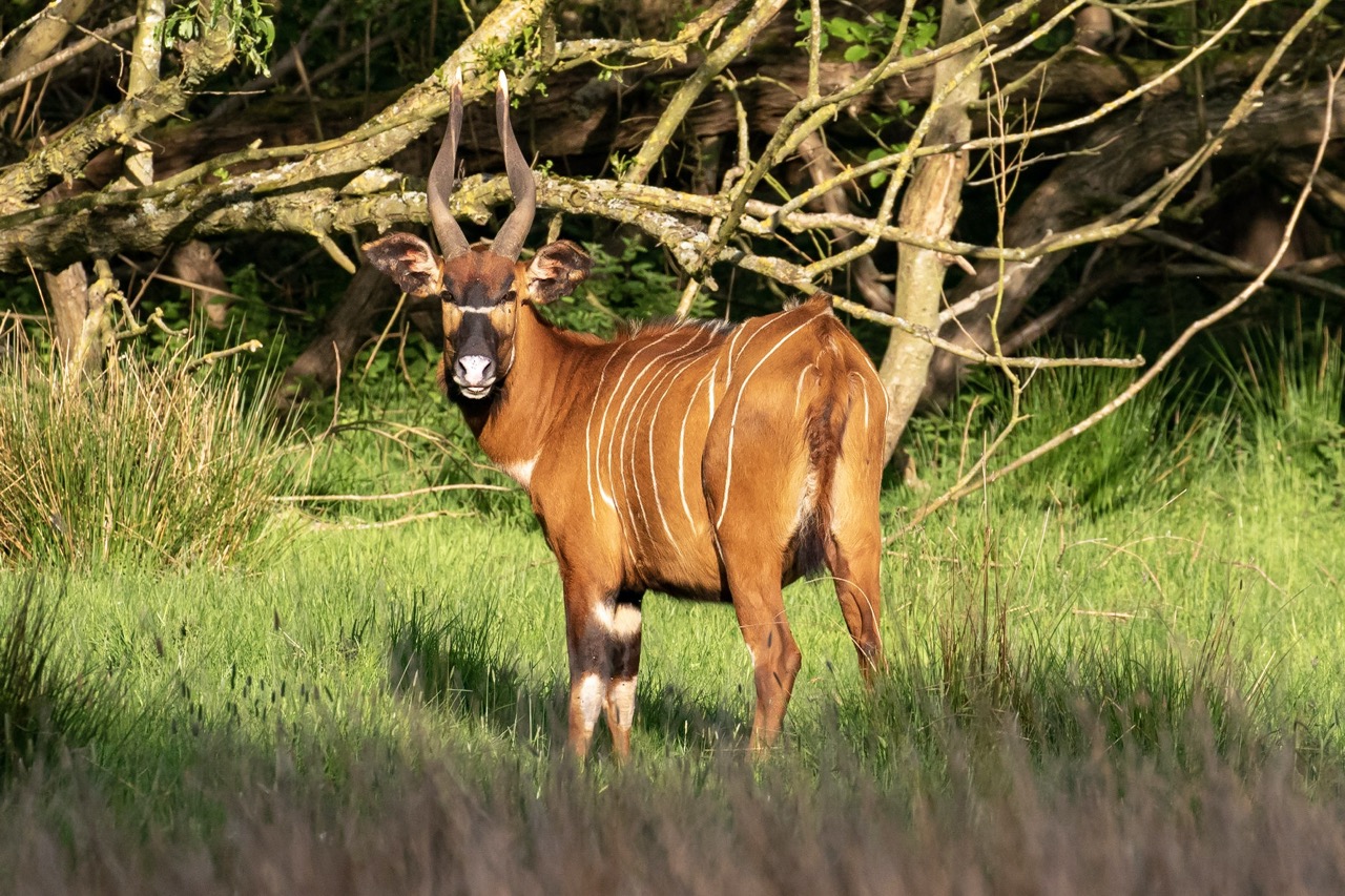 A chestnut striped antelope in the sun