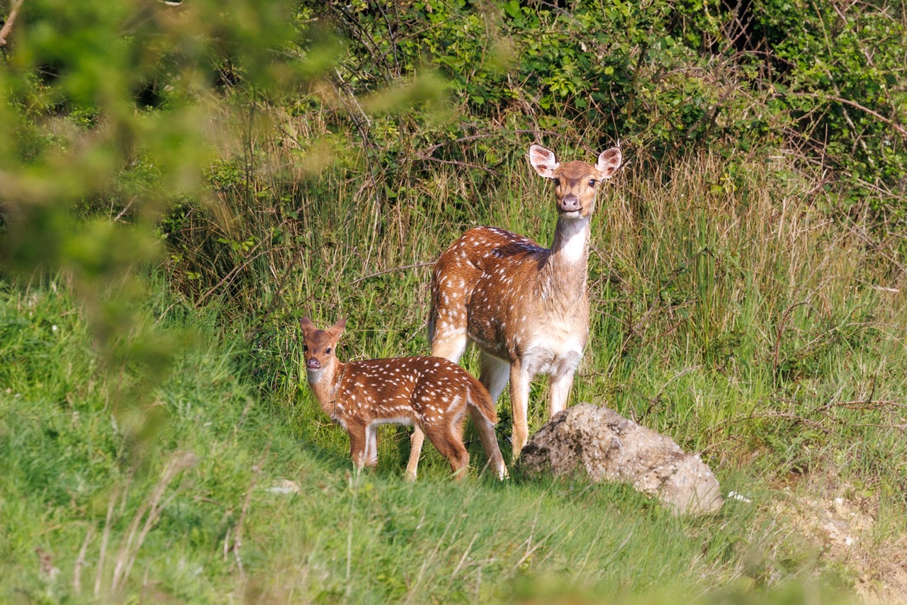 A deer with white throat and spotty coat with her fawn