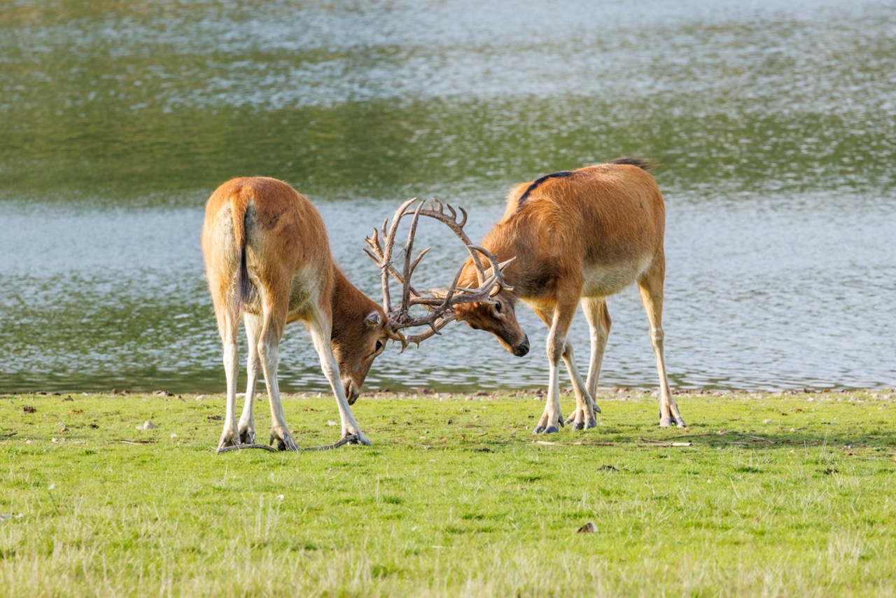 Two stags with antlers locked together