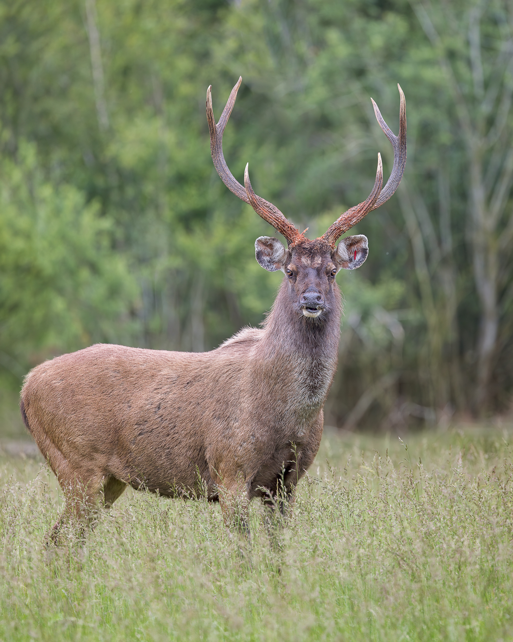 Indian Sambar Stag by Helen Black