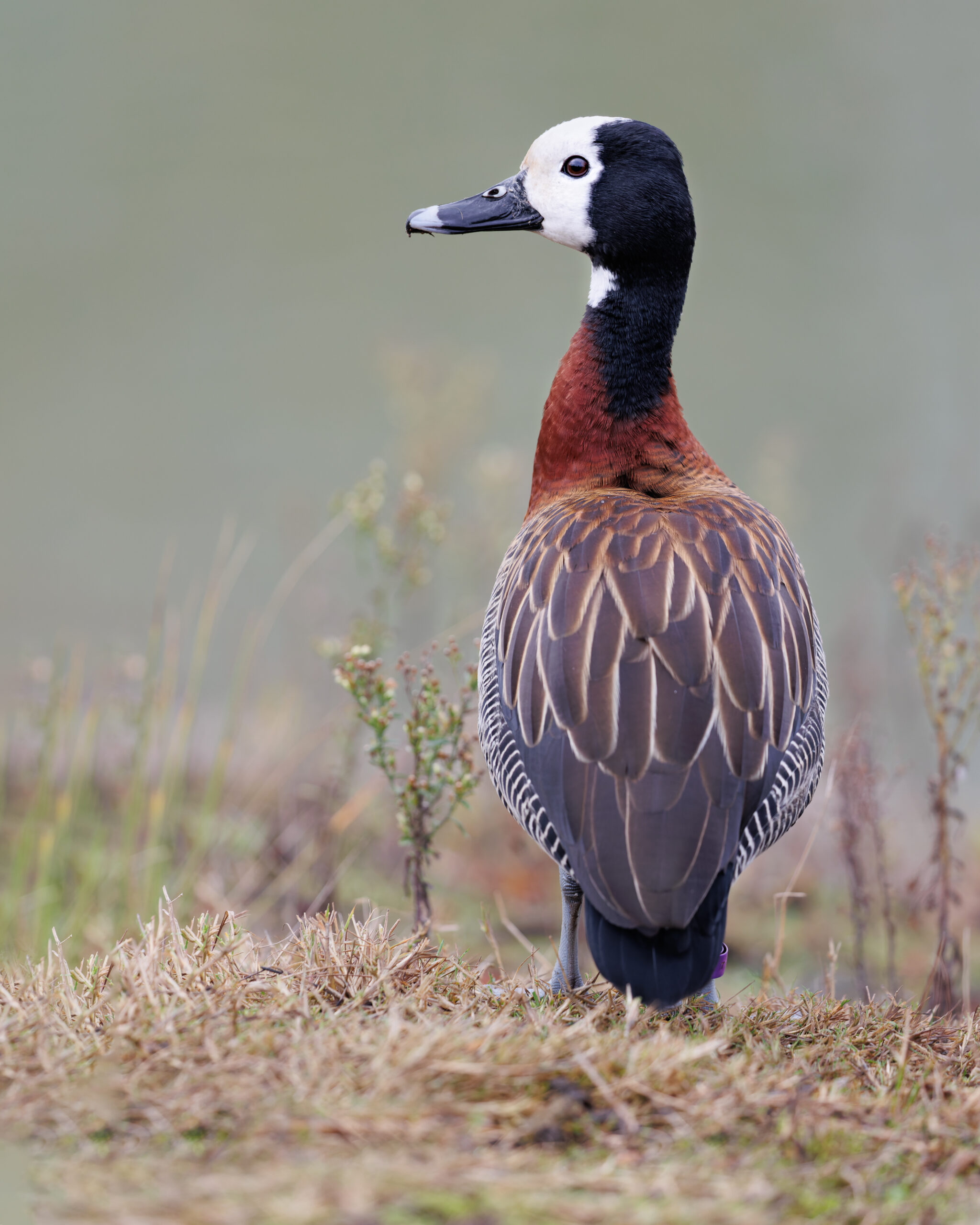 White Faced Whistling Duck by Helen Black