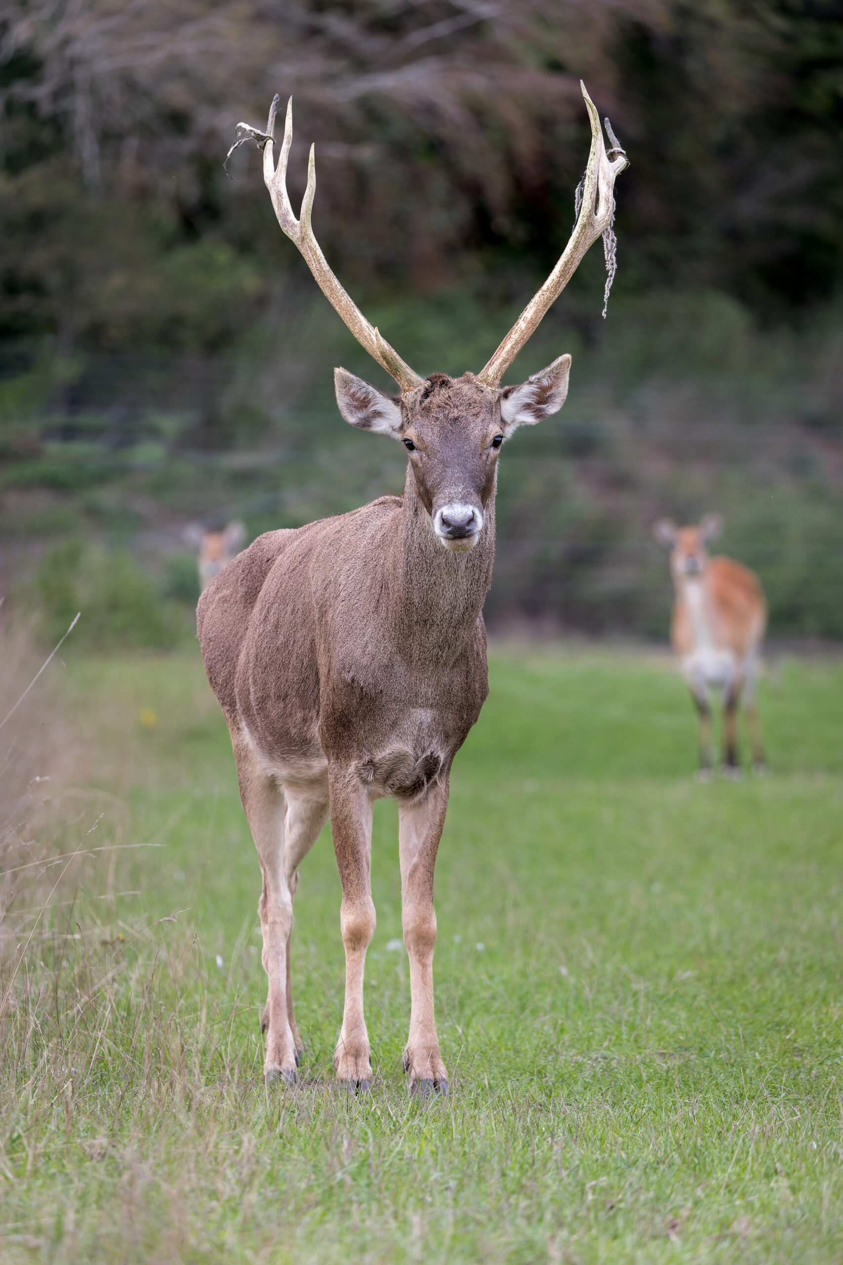 White Lipped Deer by Helen Black