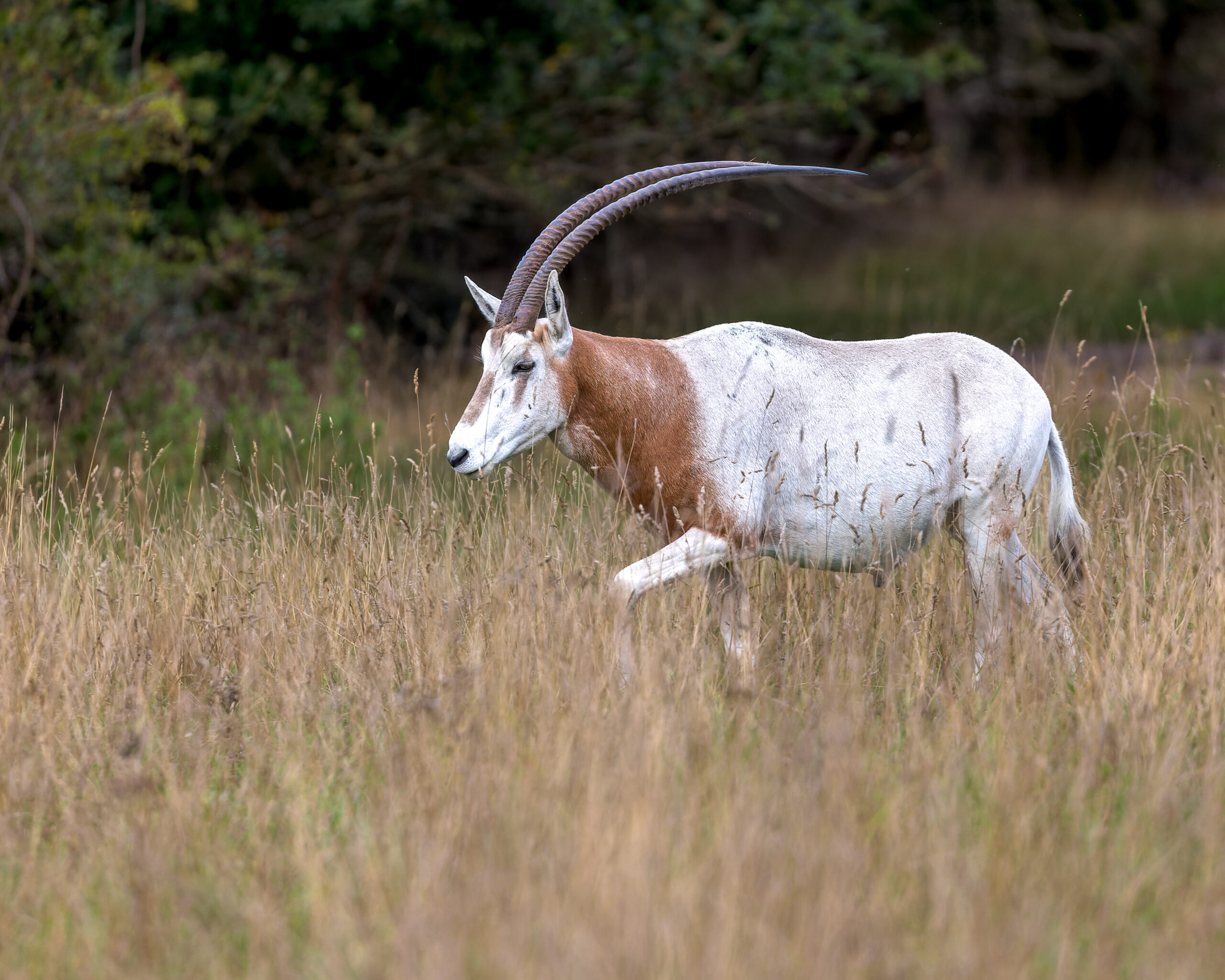 Scimitar Horned Oryx by Helen Black