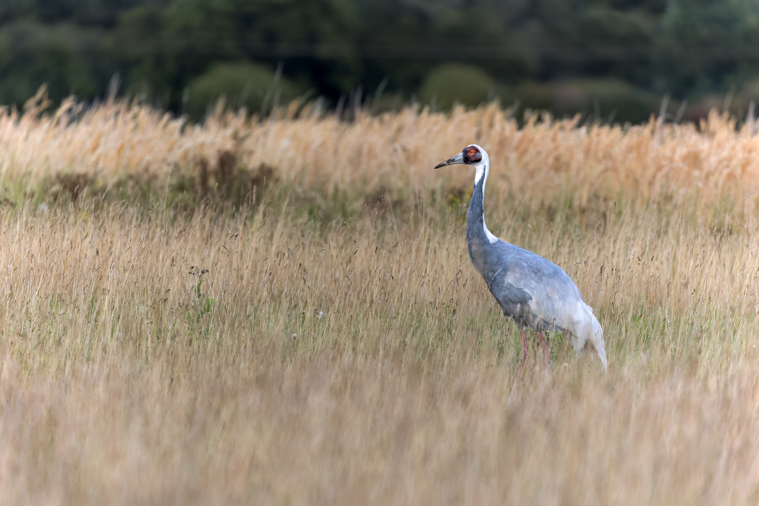 White Naped Crane by Helen Black