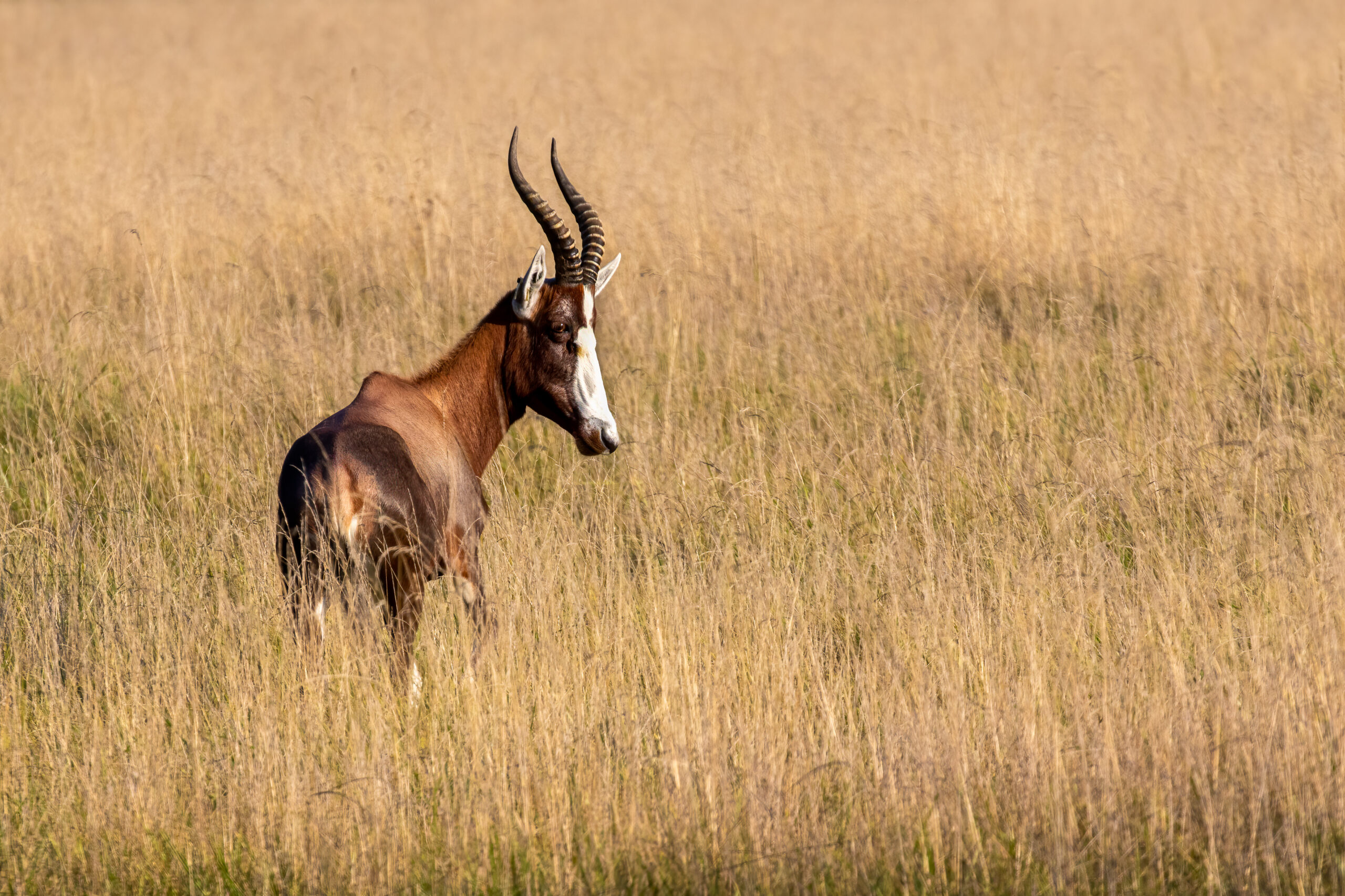 Blesbok by Helen Black