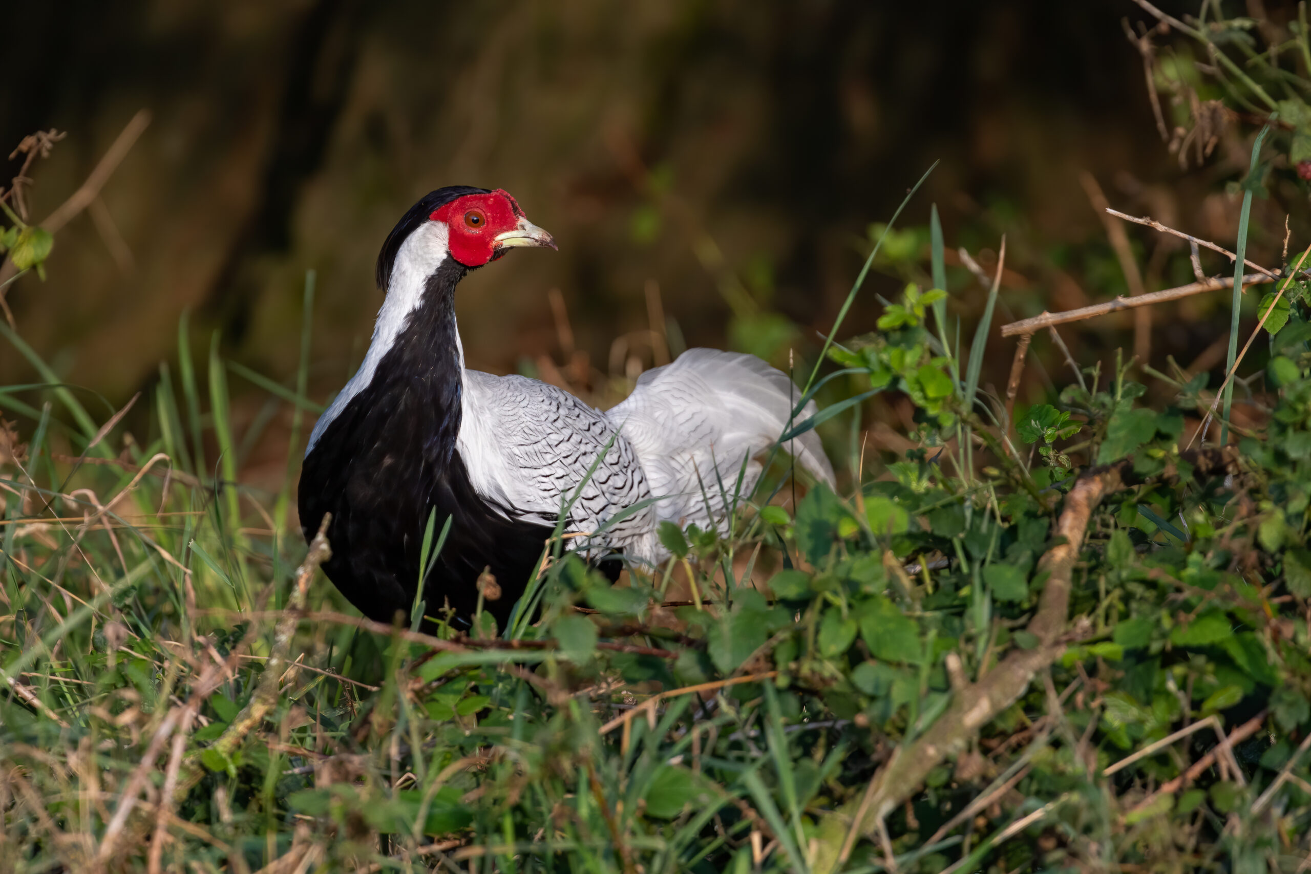 Silver Pheasant by Helen Black