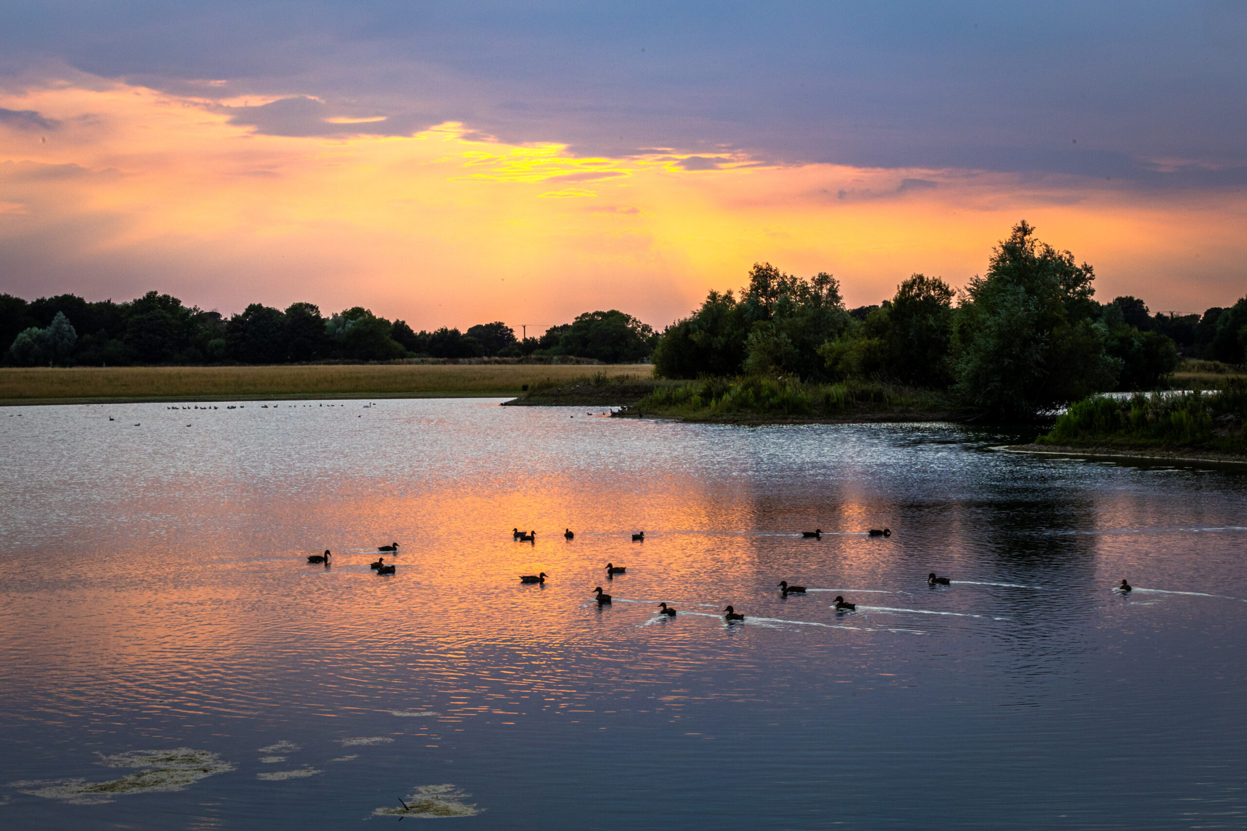 Waterfowl on the lake at Watatunga